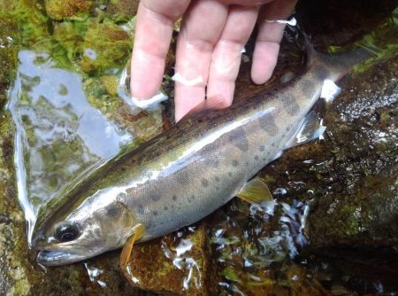 渓流ミノーイング ～長良川水系～